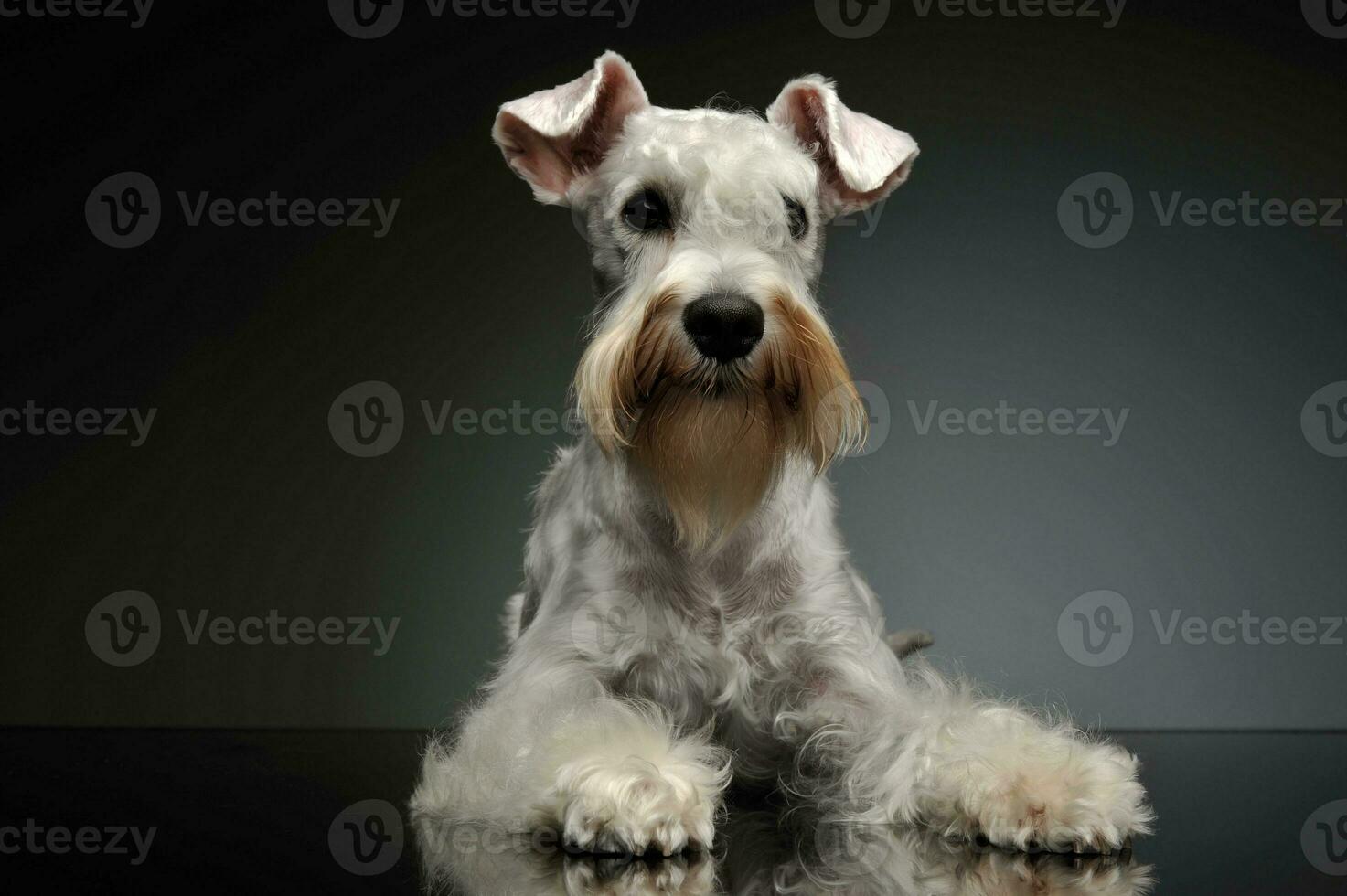 Studio shot of an adorable Schnauzer photo