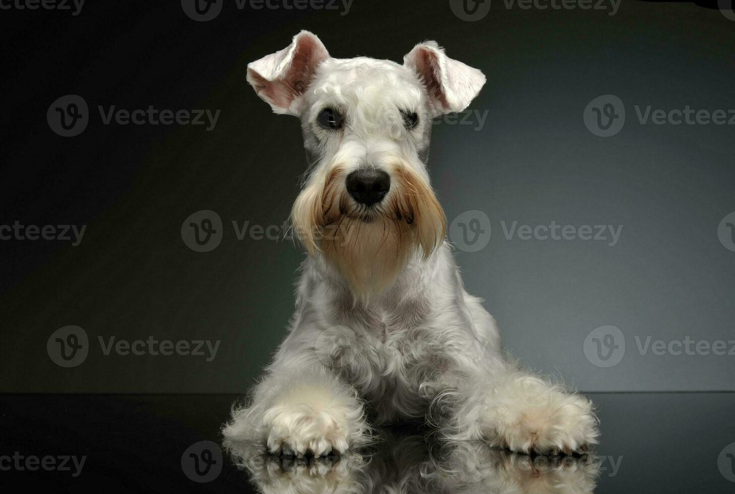 Studio shot of an adorable Schnauzer photo