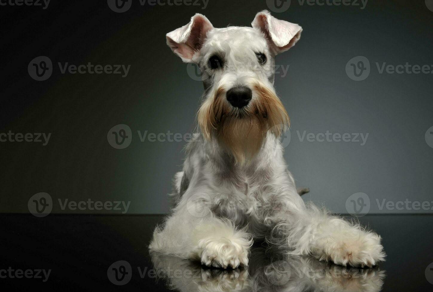Studio shot of an adorable Schnauzer photo