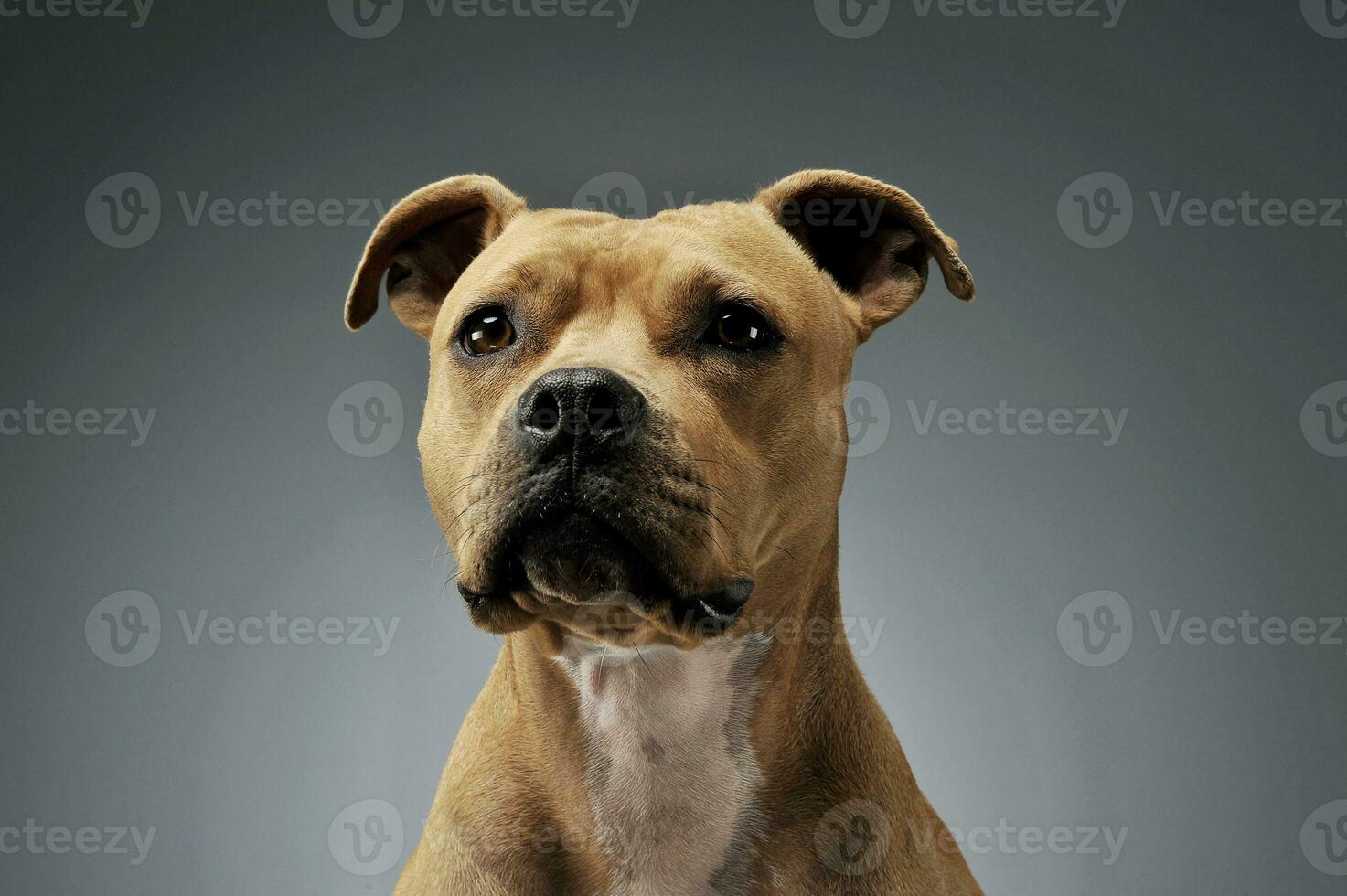 Portrait of an adorable American Staffordshire Terrier looking curiously at the camera photo