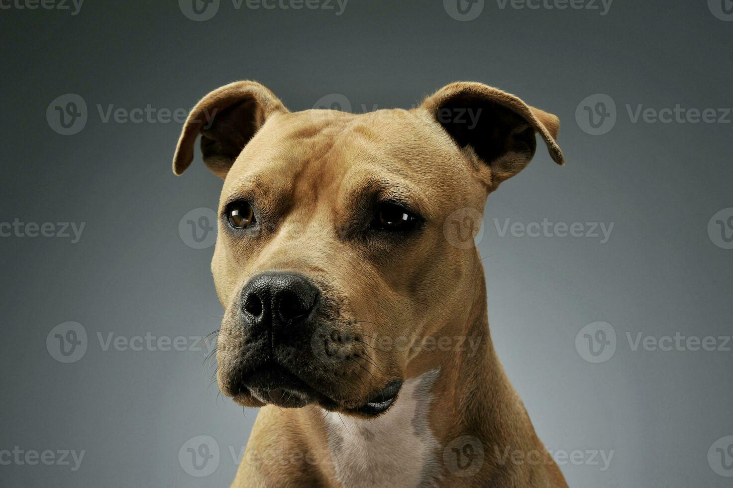 Portrait of an adorable American Staffordshire Terrier looking curiously at the camera photo