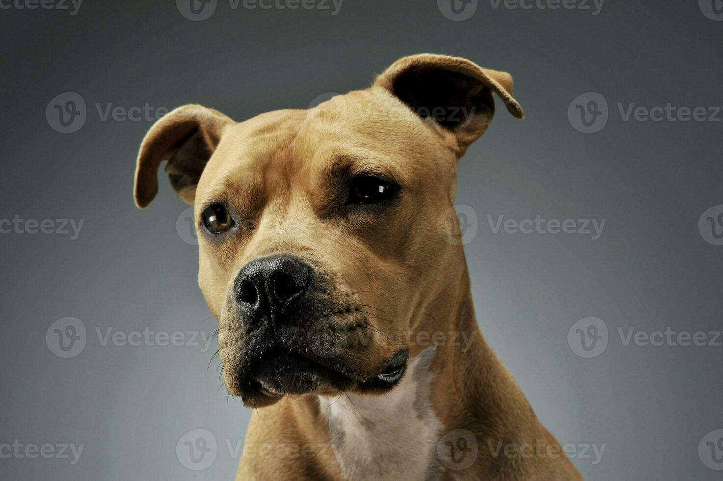 Portrait of an adorable American Staffordshire Terrier looking curiously at the camera photo