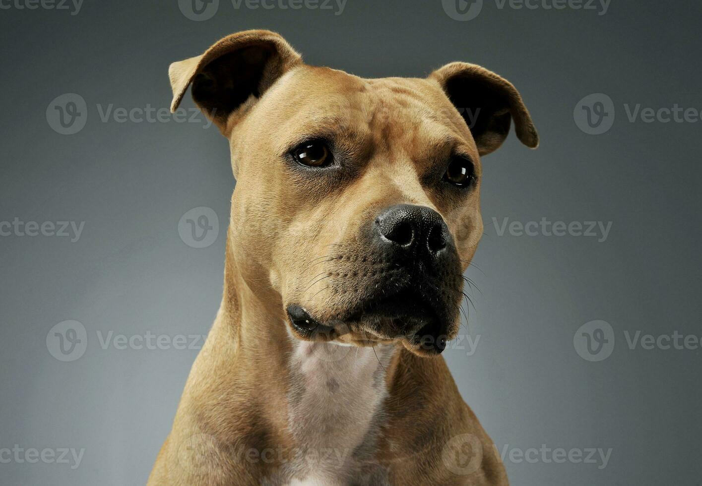 Portrait of an adorable American Staffordshire Terrier looking curiously photo