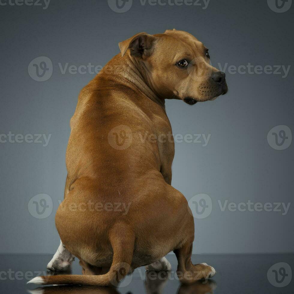 Staffordshire Terrie looking back, in a studio table photo