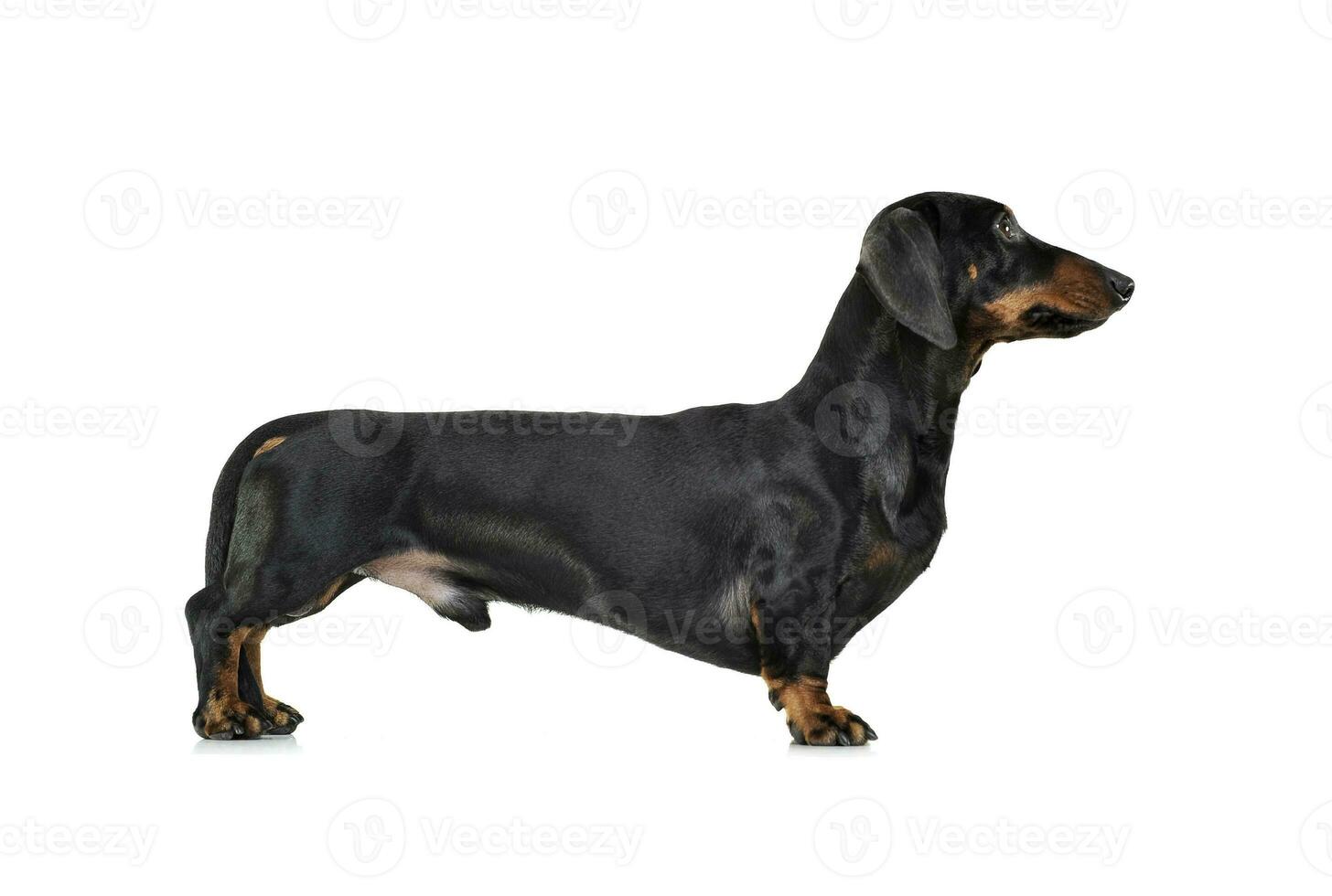 Studio shot of an adorable Dachshund standing on white background photo