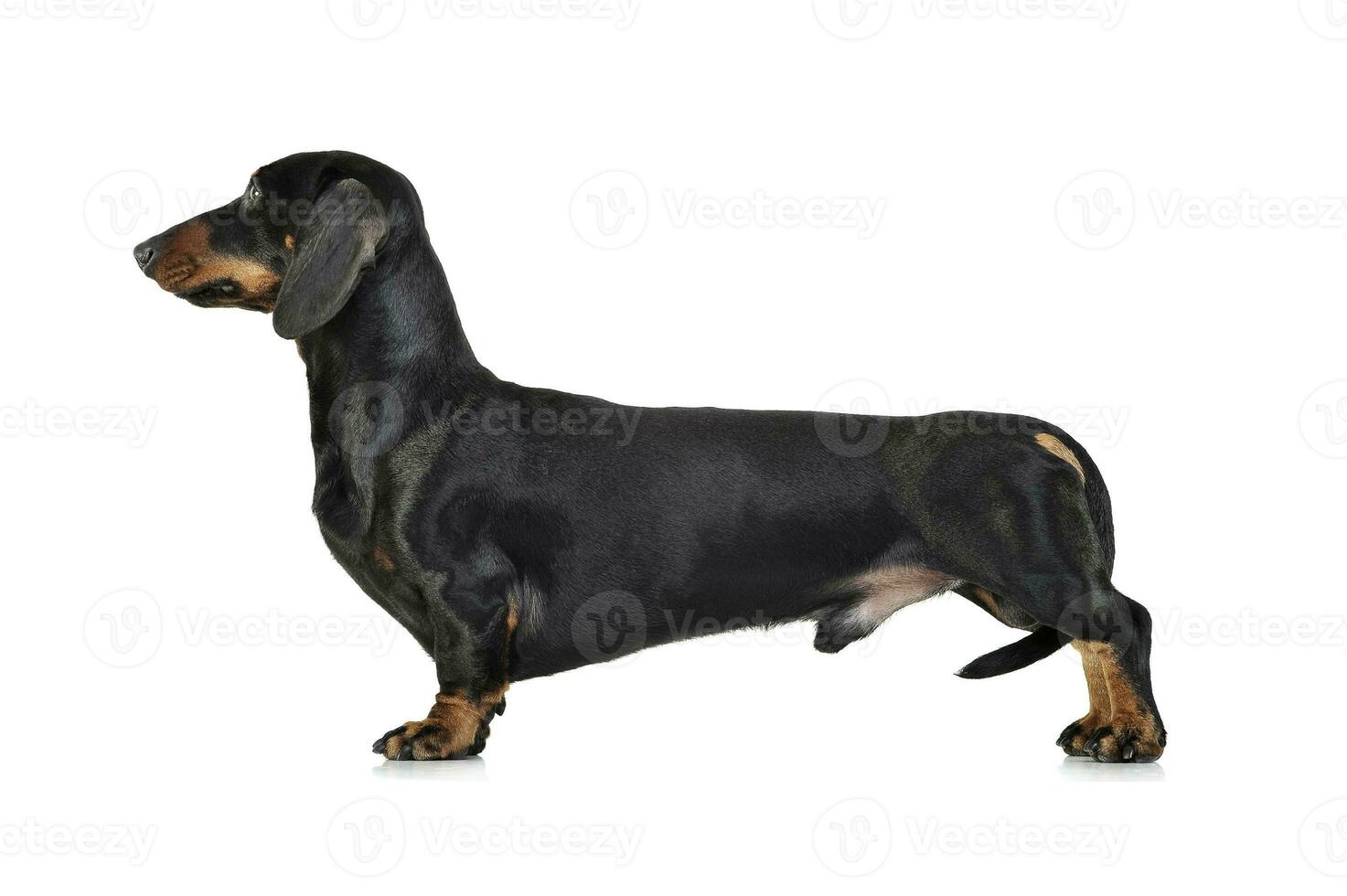 Studio shot of an adorable Dachshund standing on white background photo