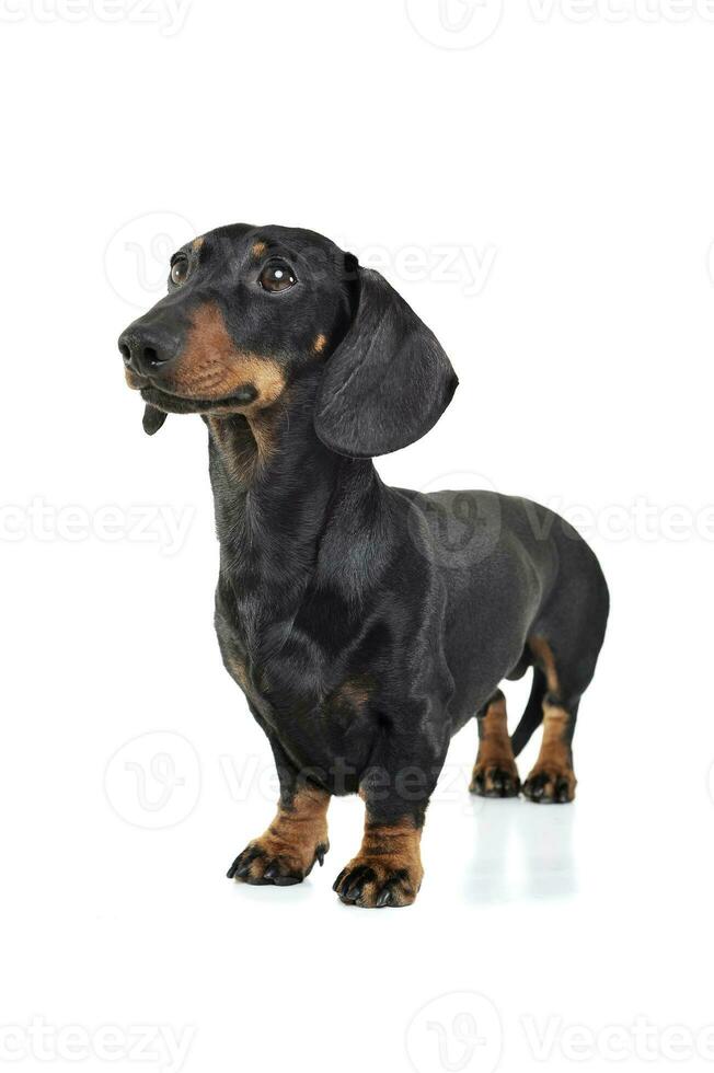 Studio shot of an adorable Dachshund looking curiously photo