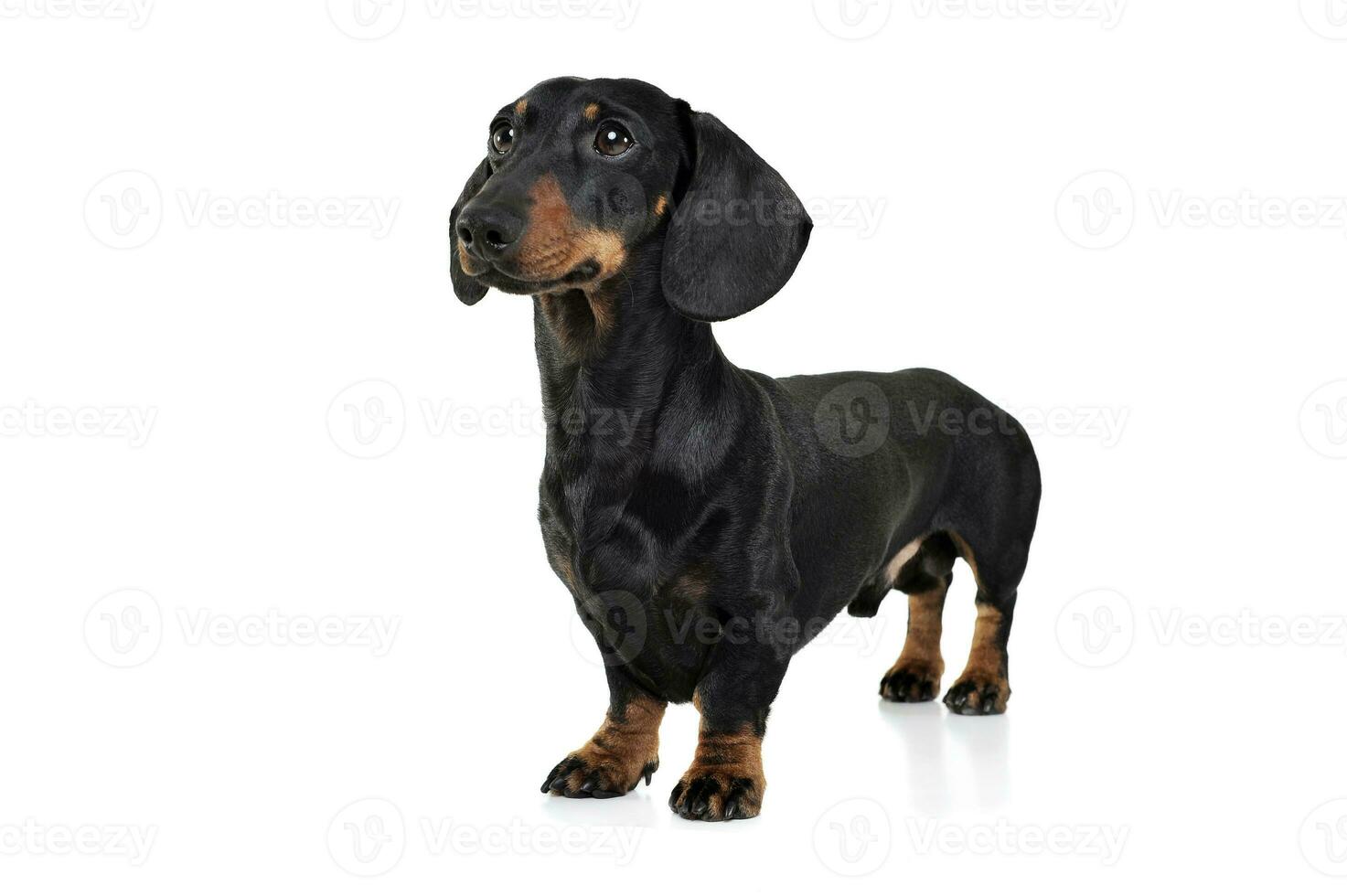 Studio shot of an adorable Dachshund looking curiously photo