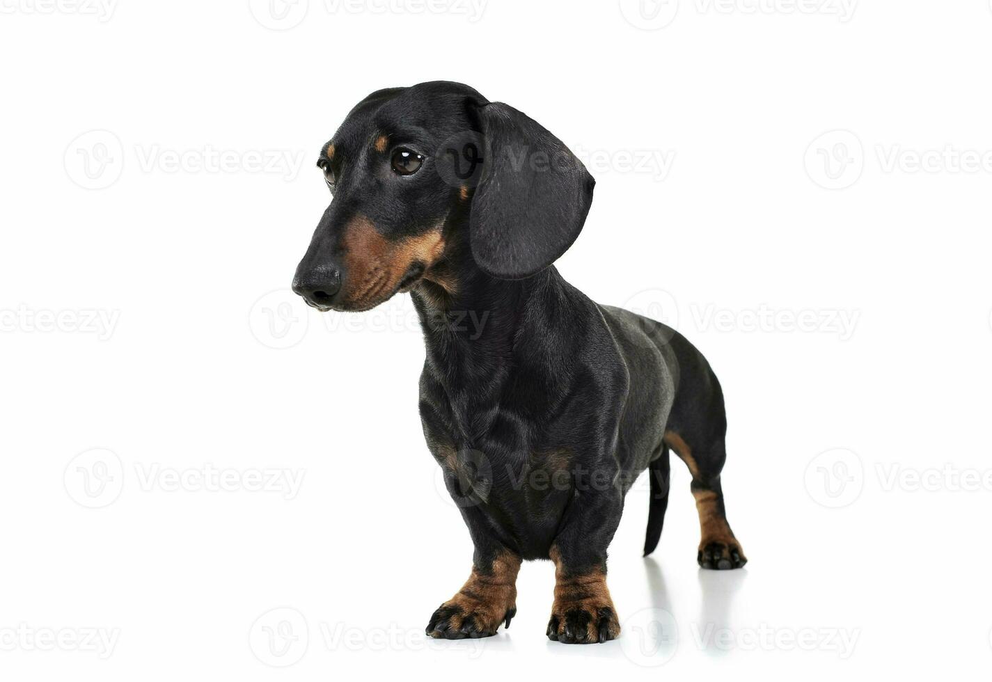 Studio shot of an adorable Dachshund looking sad photo