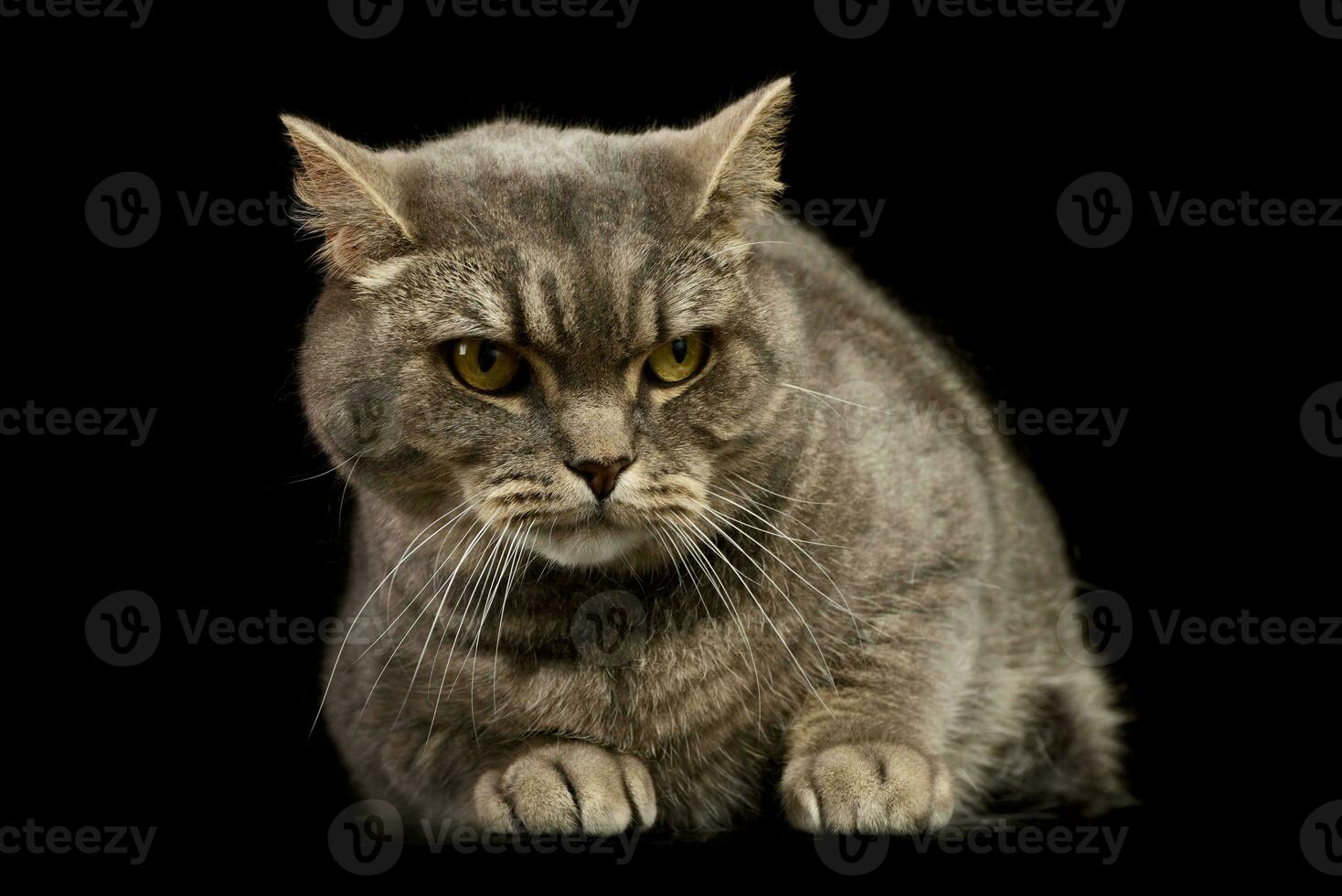 Studio shot of a beautiful cat photo