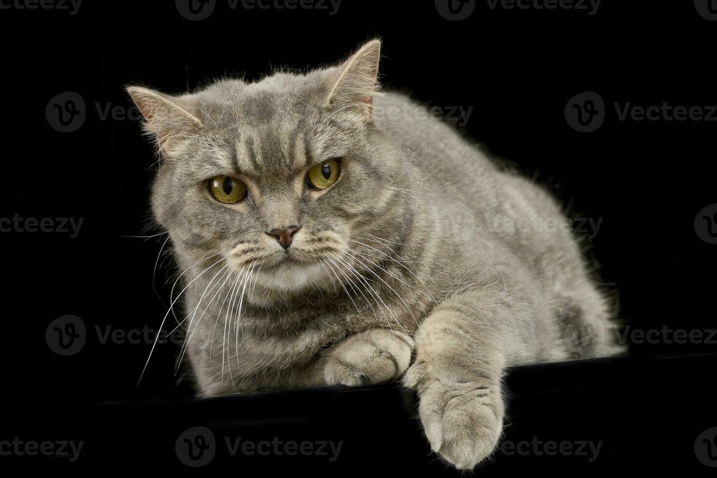 Studio shot of an adorable tabby cat photo