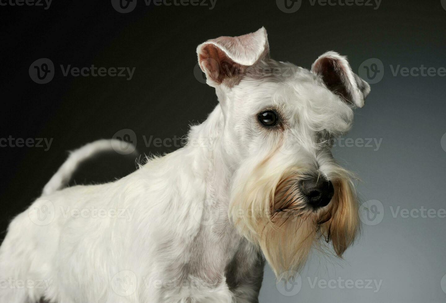Portrait of an adorable Schnauzer photo