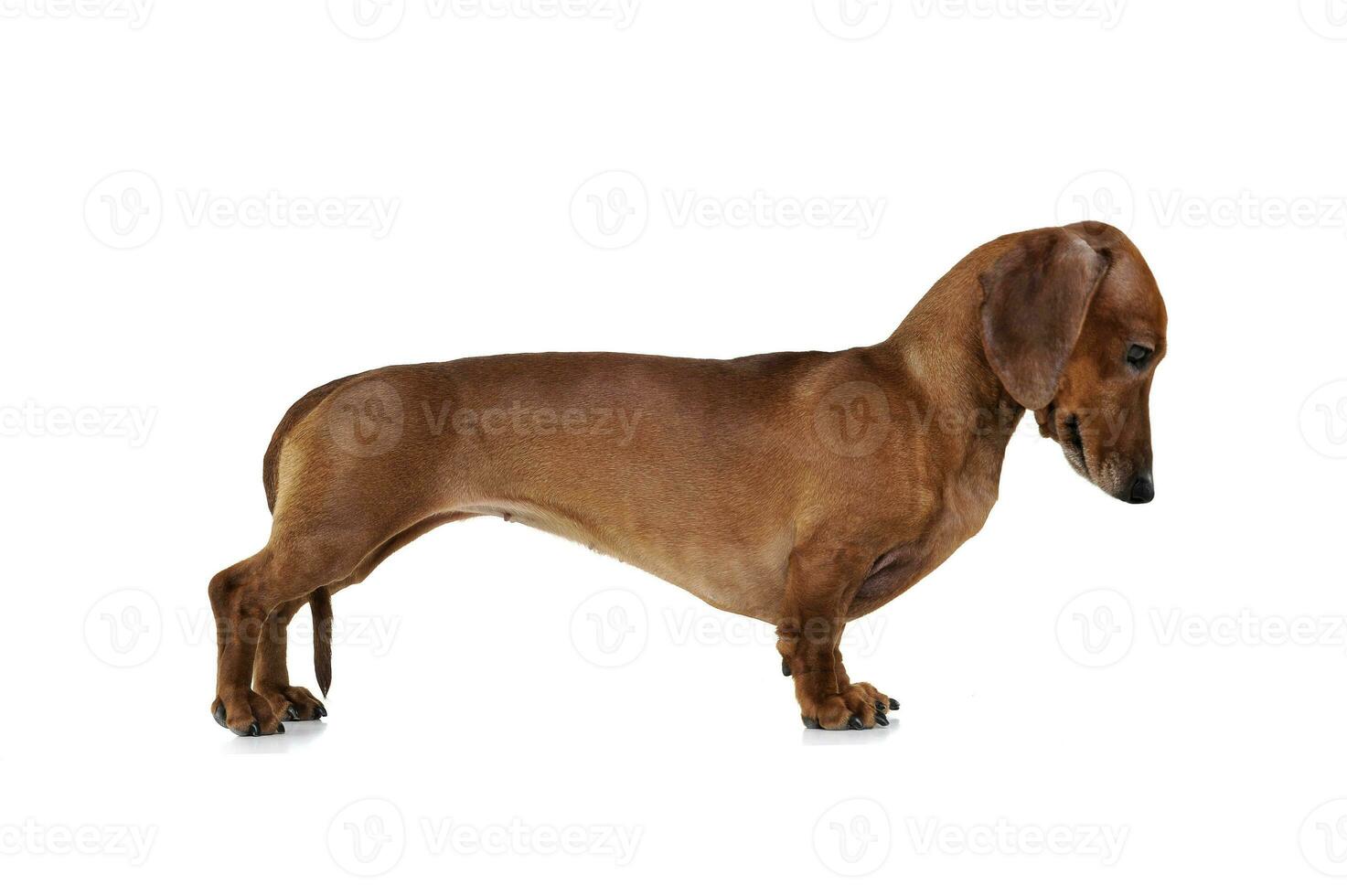 Studio shot of an adorable Dachshund standing on white background photo