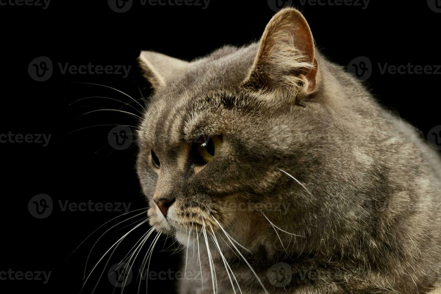Portrait of a beautiful cat photo