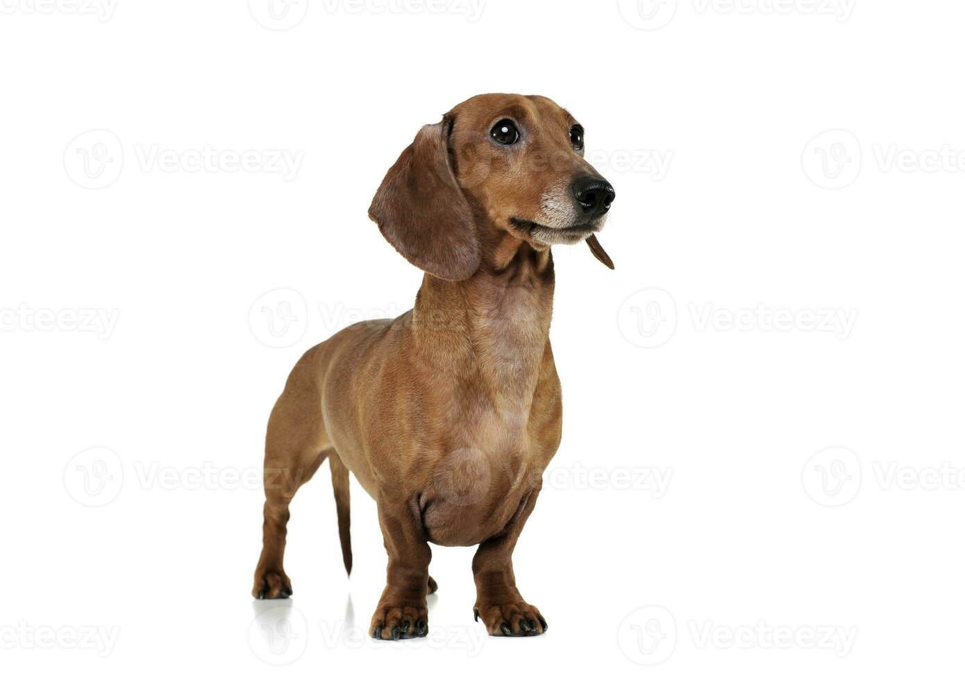 Studio shot of an adorable Dachshund looking curiously photo