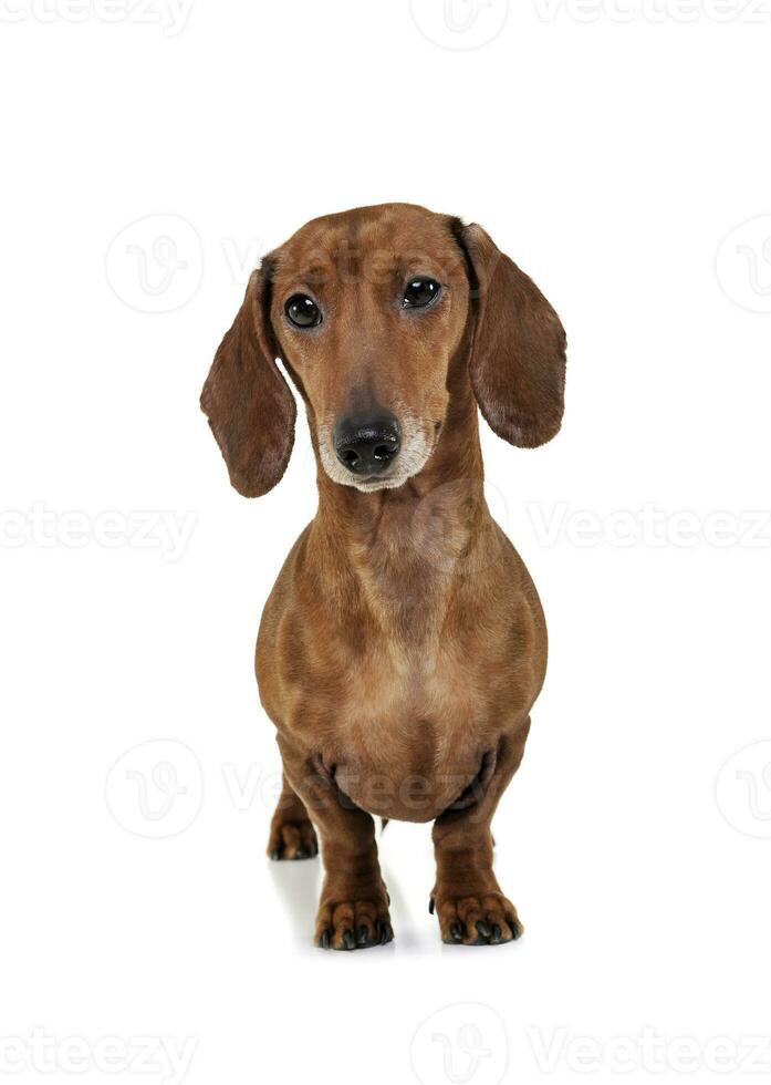 Studio shot of an adorable Dachshund looking curiously at the camera photo