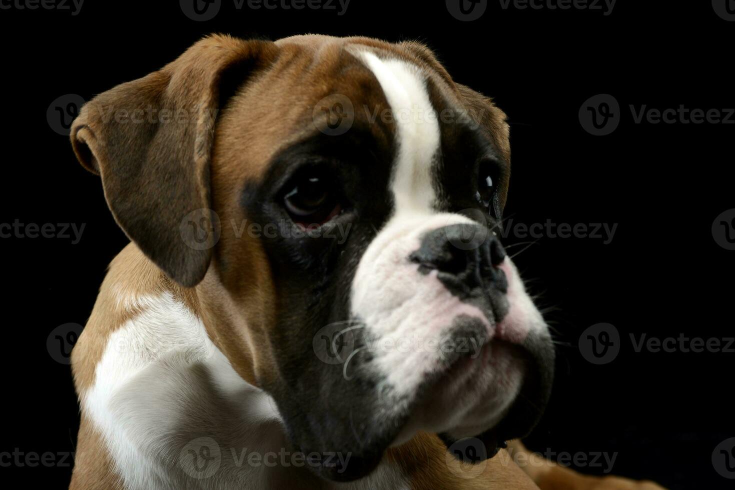 Portrait of an adorable Boxer dog photo