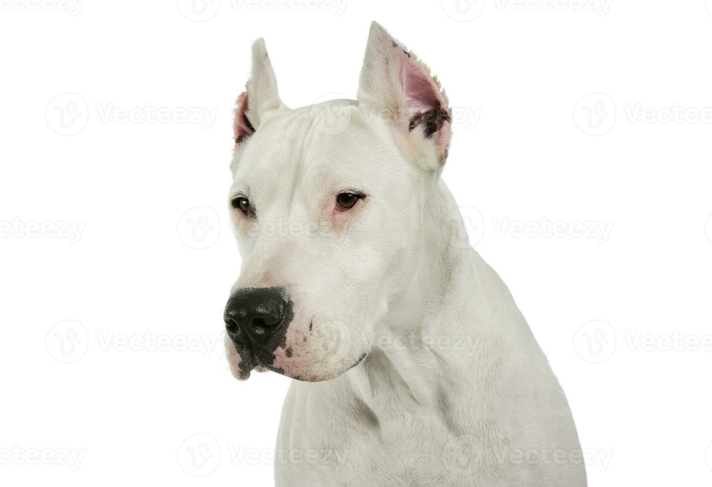 Portrait of an adorable Dogo Argentino looking down curiously photo