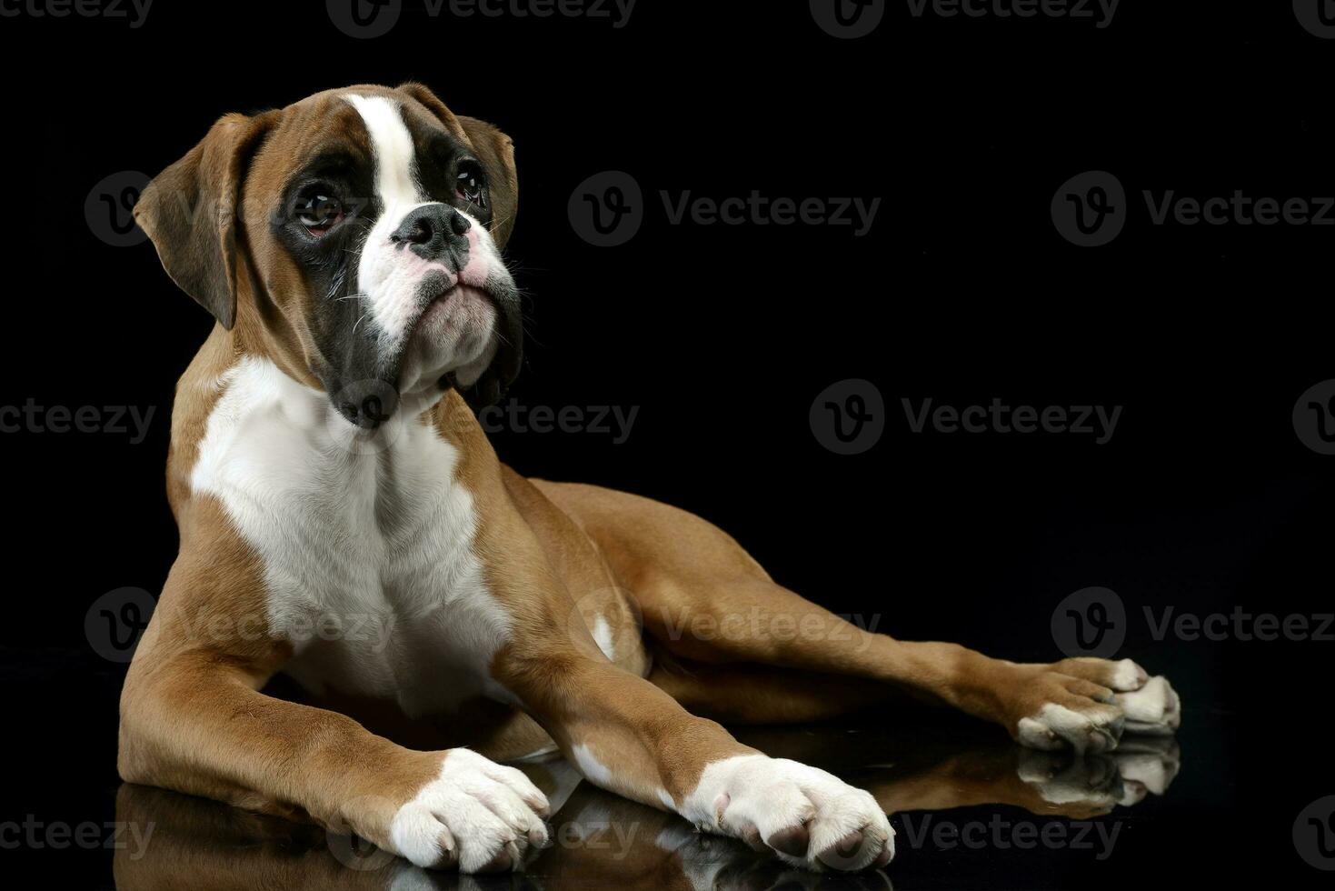 Studio shot of an adorable Boxer dog photo