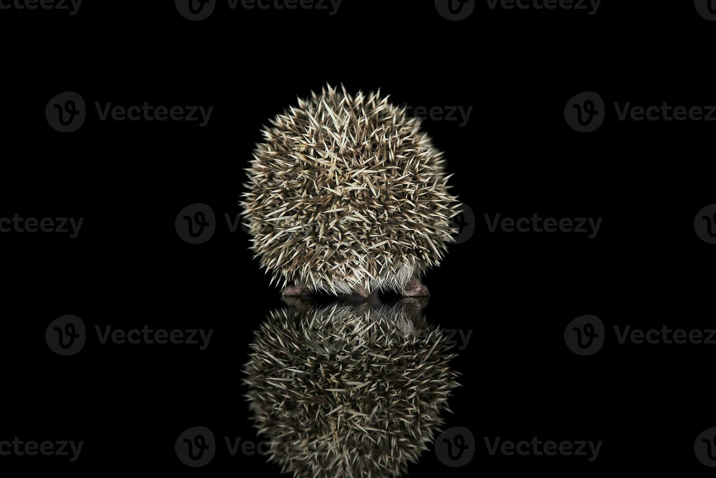 Studio shot of an adorable African white- bellied hedgehog walking on black background photo