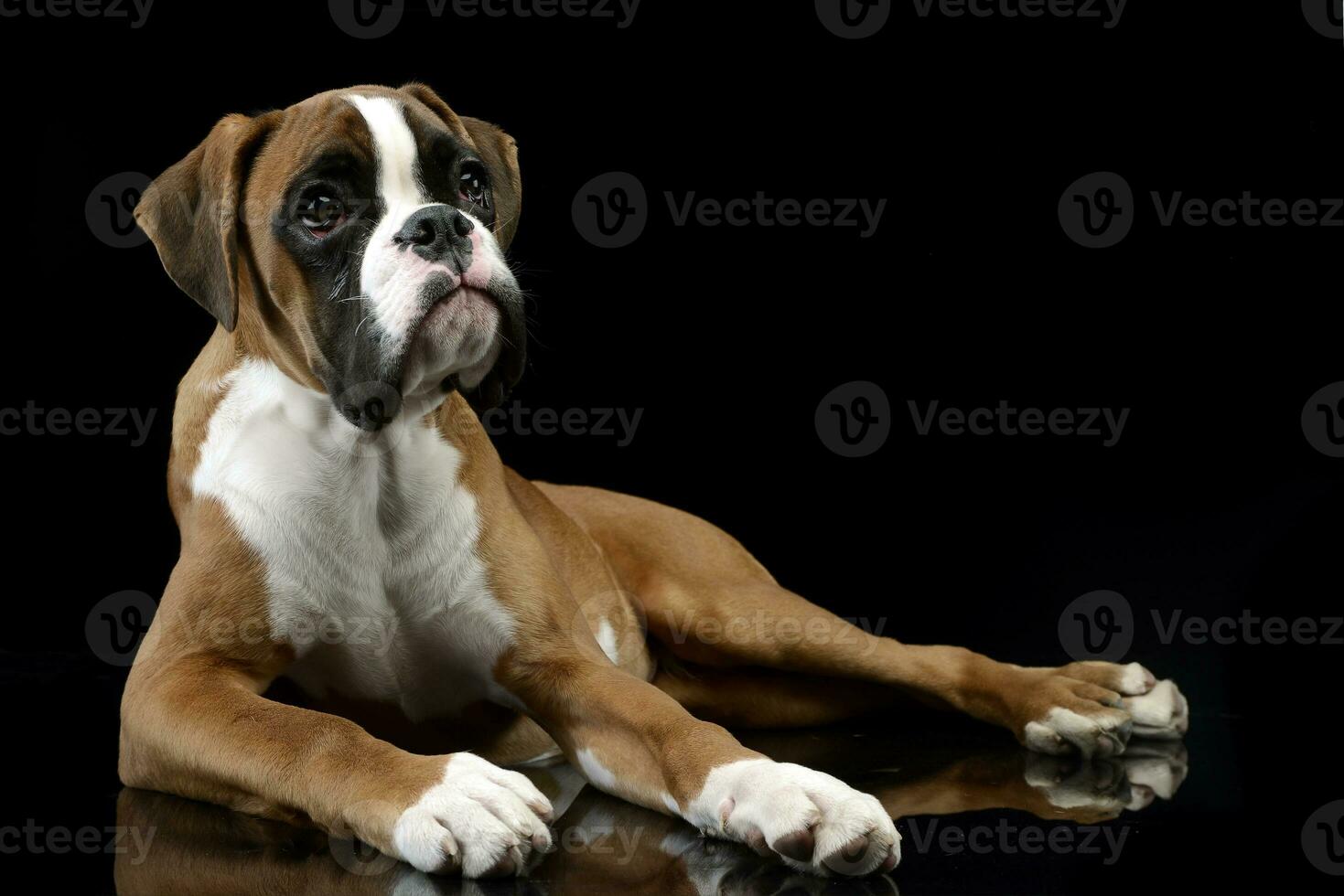 Jung Boxer lying on the shiny floor in dark studio photo