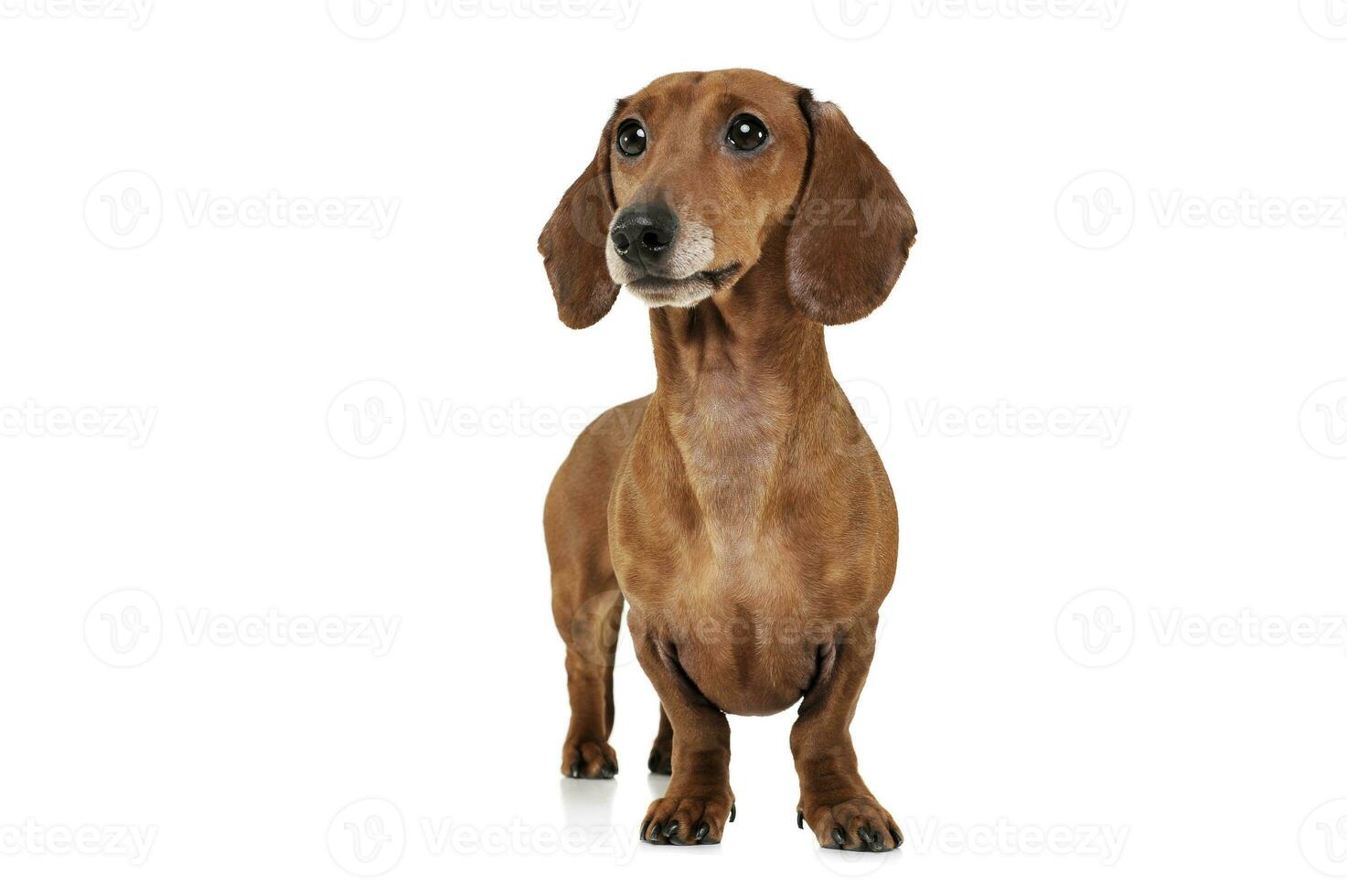 Studio shot of an adorable Dachshund looking curiously photo