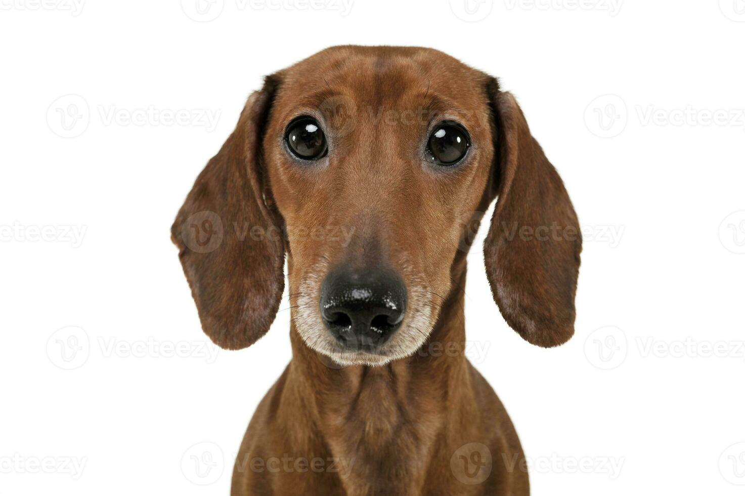 Portrait of an adorable Dachshund looking curiously at the camera photo