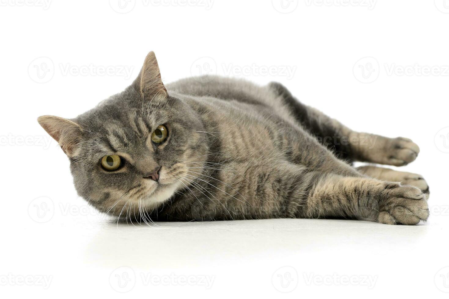 Studio shot of an adorable tabby cat photo