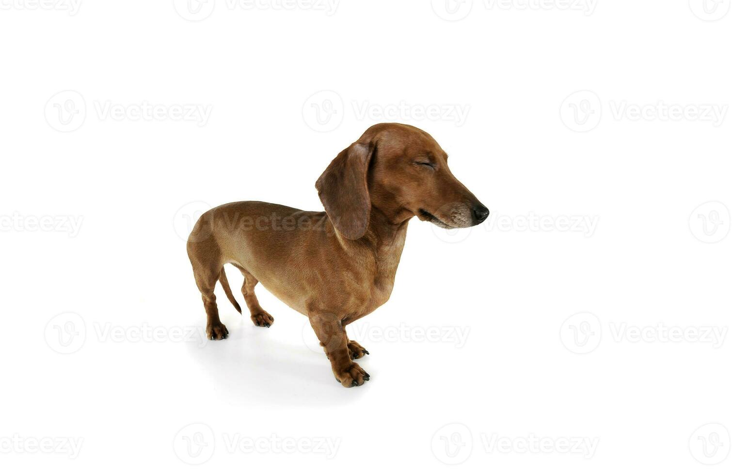 Studio shot of an adorable Dachshund with closed eyes photo