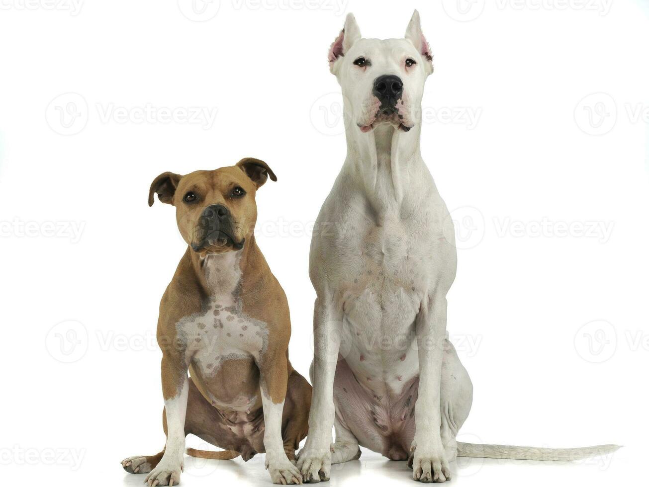 Argentin Dog and Staffordshire Terrier on the white floor photo