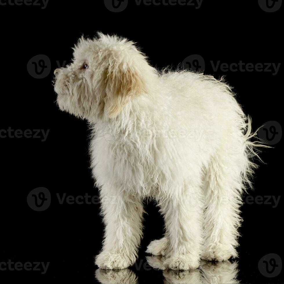 Studio shot of a cute Tibetan Terrier puppy photo