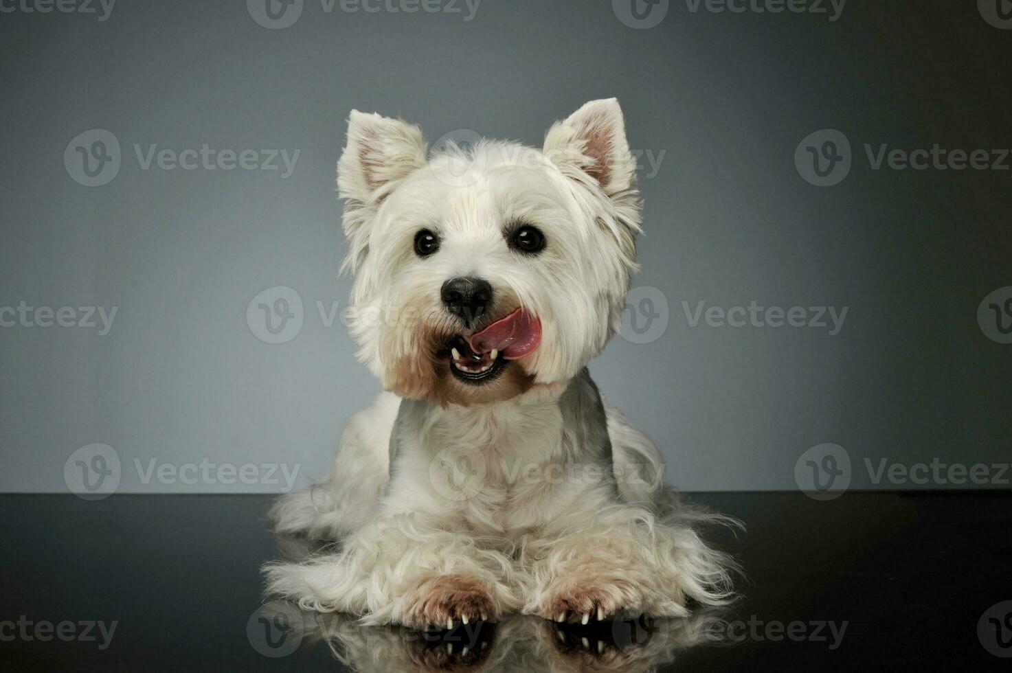 Studio shot of an adorable West Highland White Terrier Westie photo