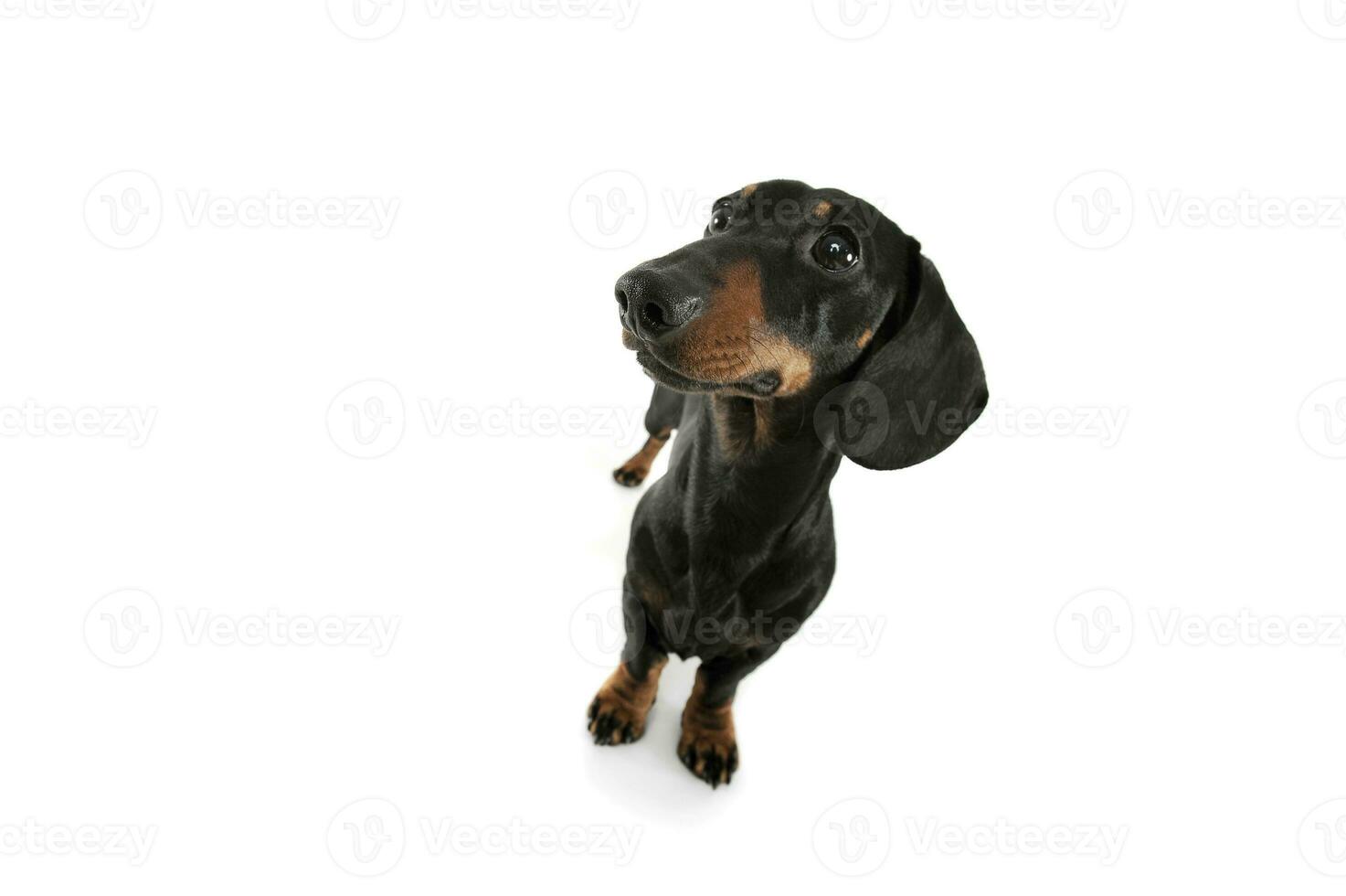 Studio shot of an adorable Dachshund looking curiously photo