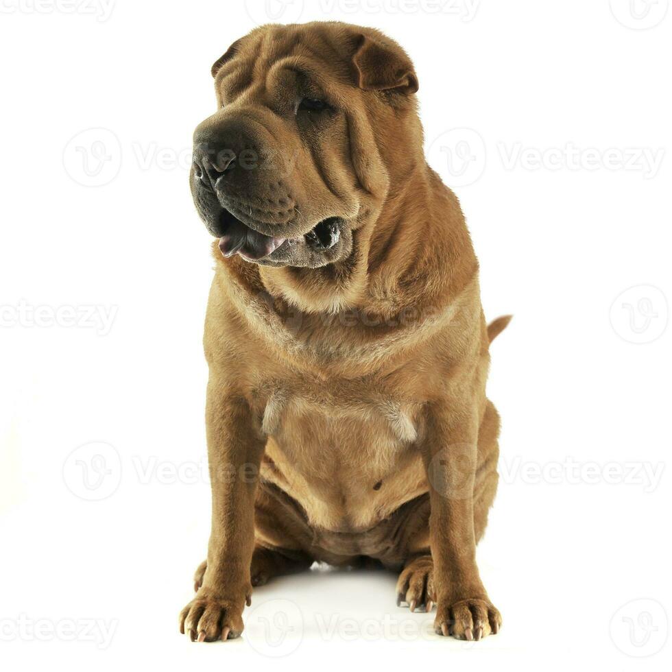 Shar pei sitting in the white studio and looking right photo