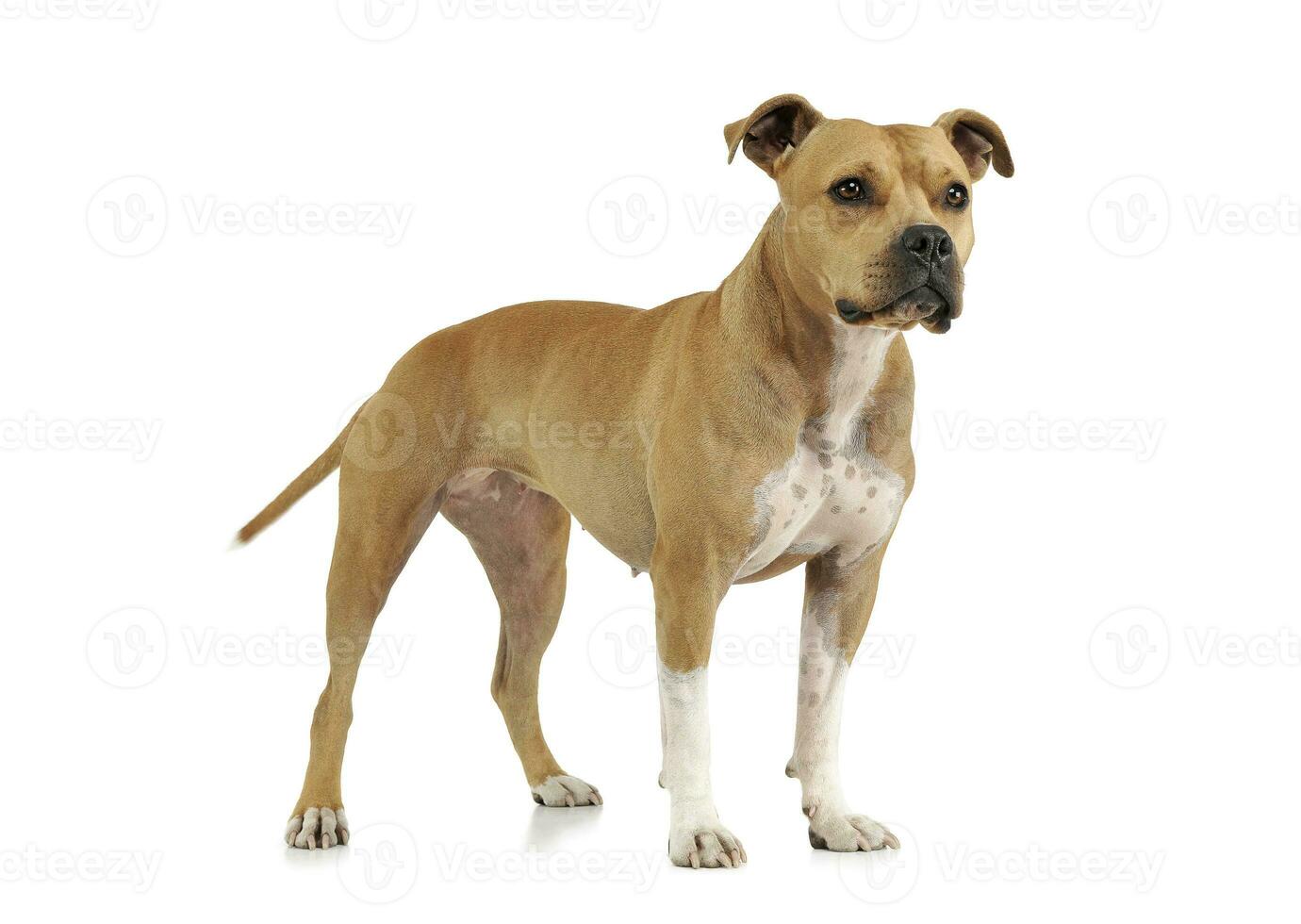 Studio shot of an adorable American Staffordshire Terrier standing  and looking curiously photo