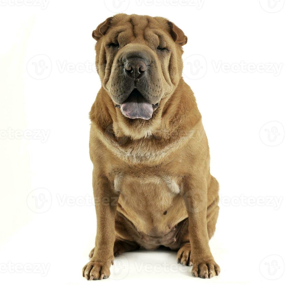 Shar pei sitting in the white studio and looking into the camera photo