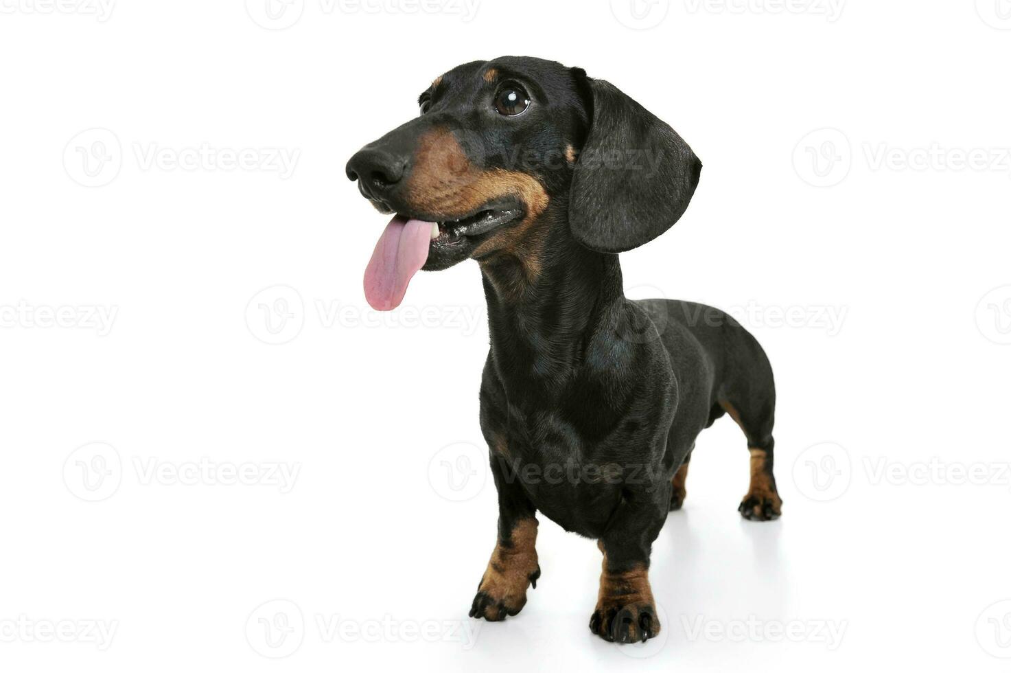 Studio shot of an adorable Dachshund with hanging tongue photo