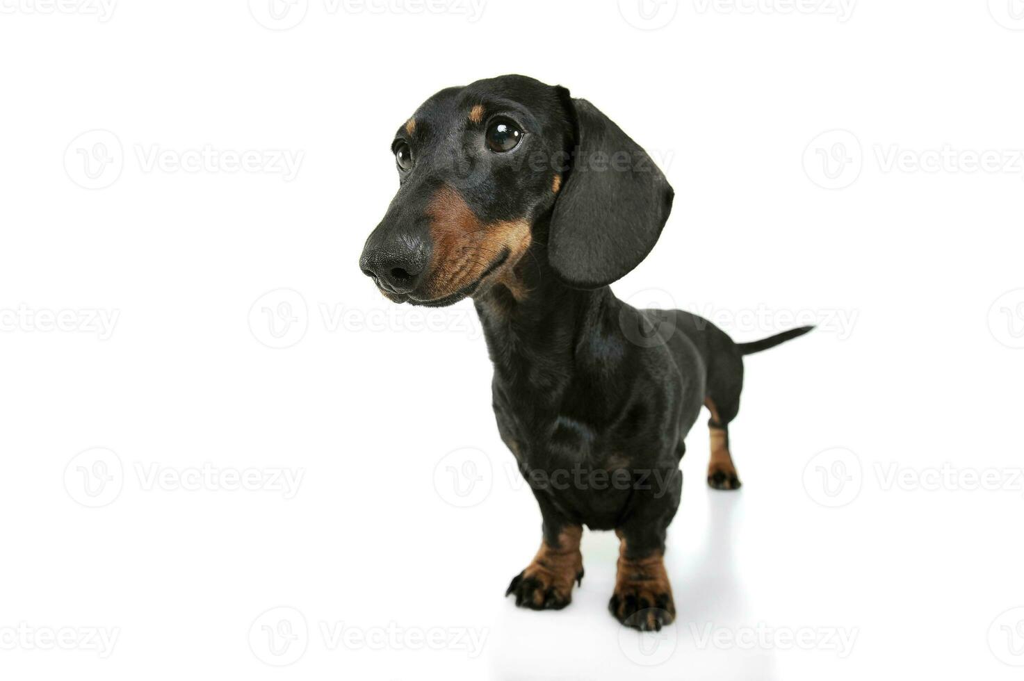 Studio shot of an adorable Dachshund looking curiously photo