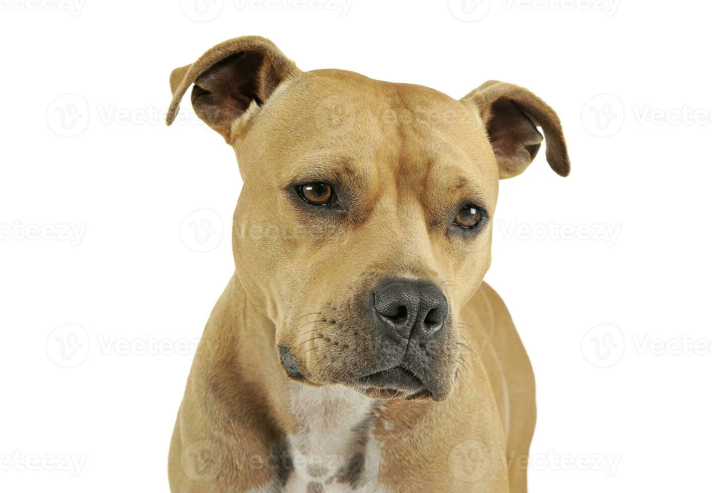 Portrait of an adorable American Staffordshire Terrier looking down curiously photo