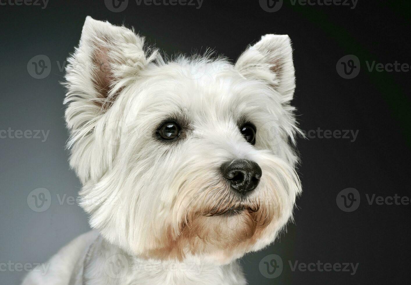 West Highland White Terrier portrait in a dark studio photo