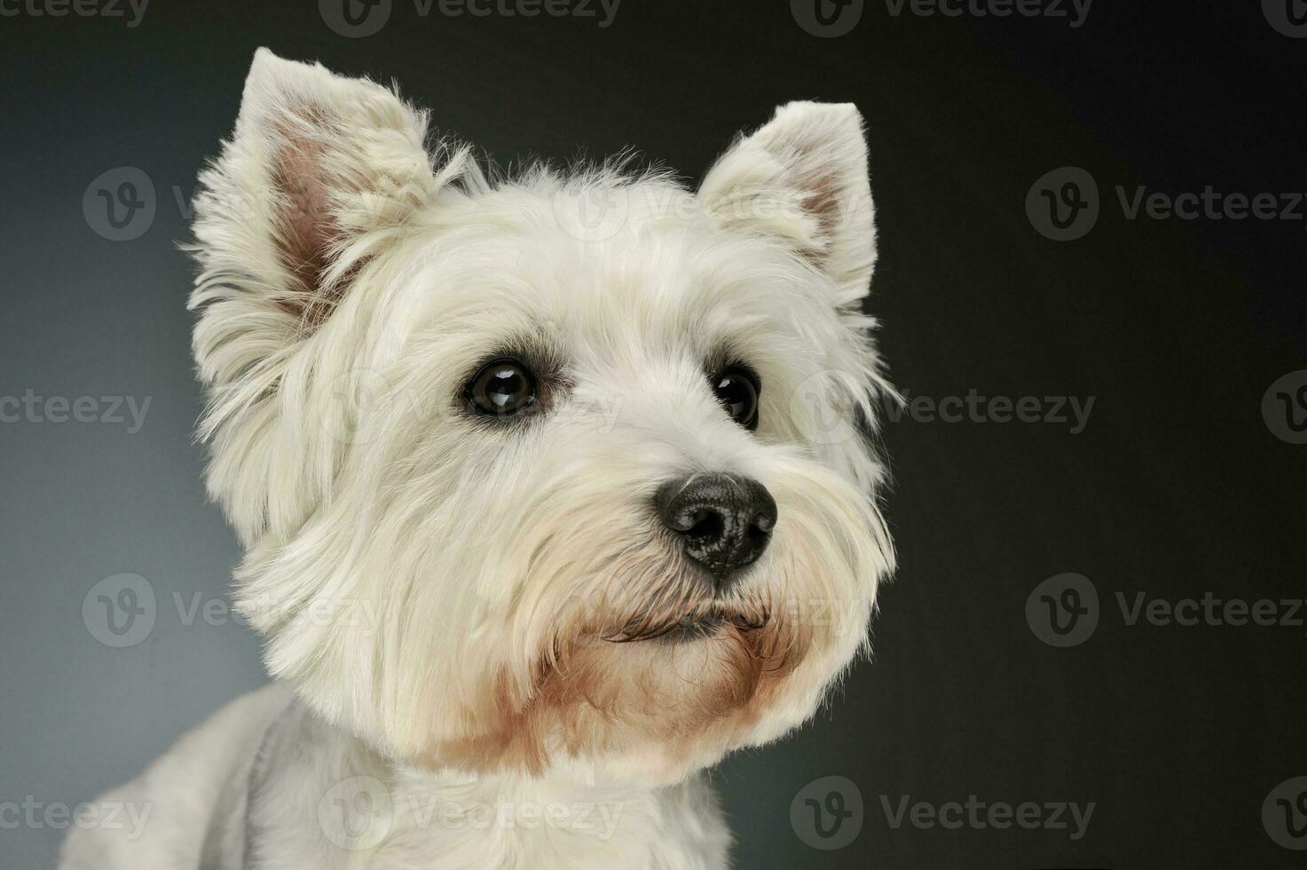 Portrait of a West Highland White Terrier Westie photo