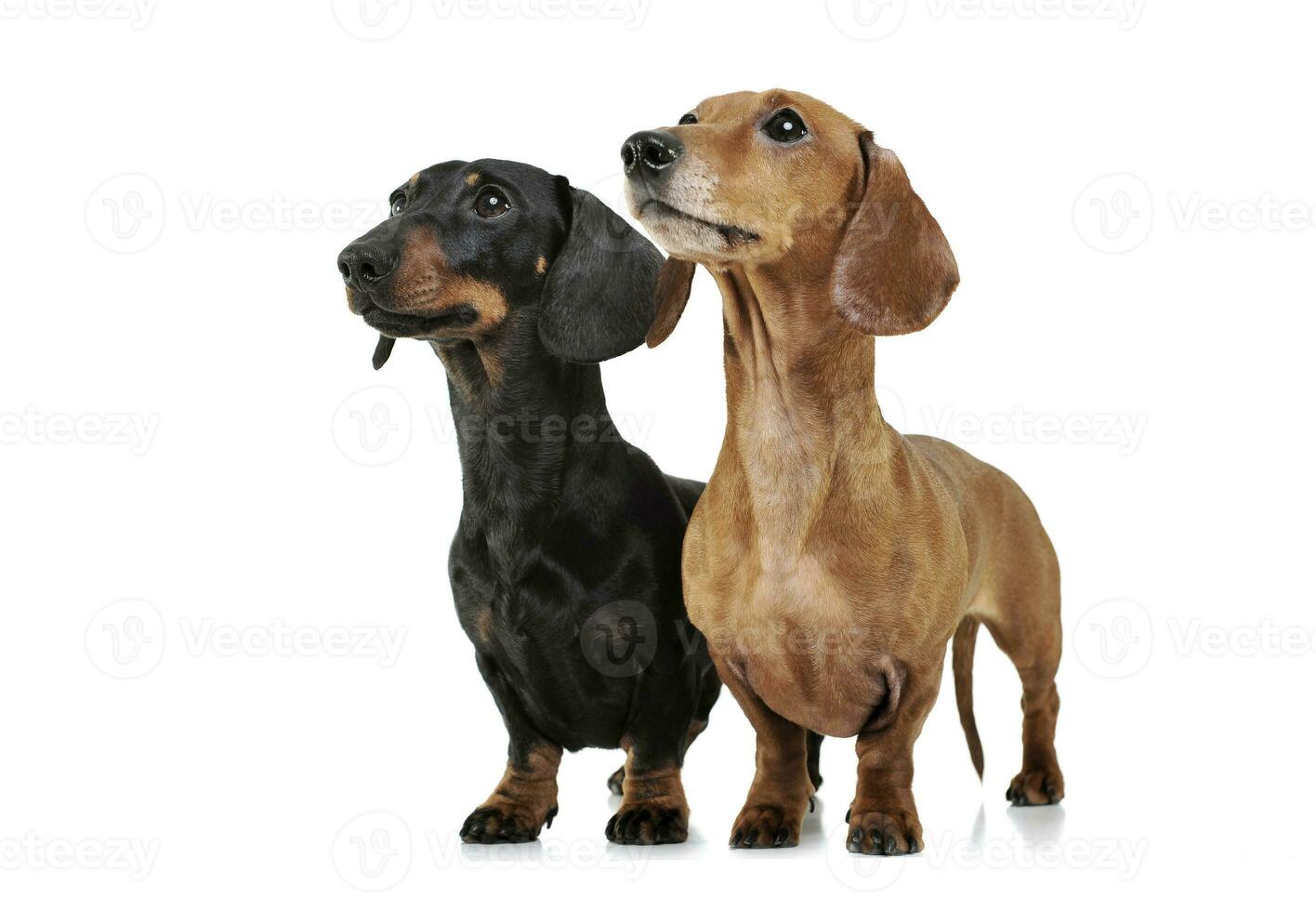 Studio shot of two adorable Dachshund looking up curiously photo