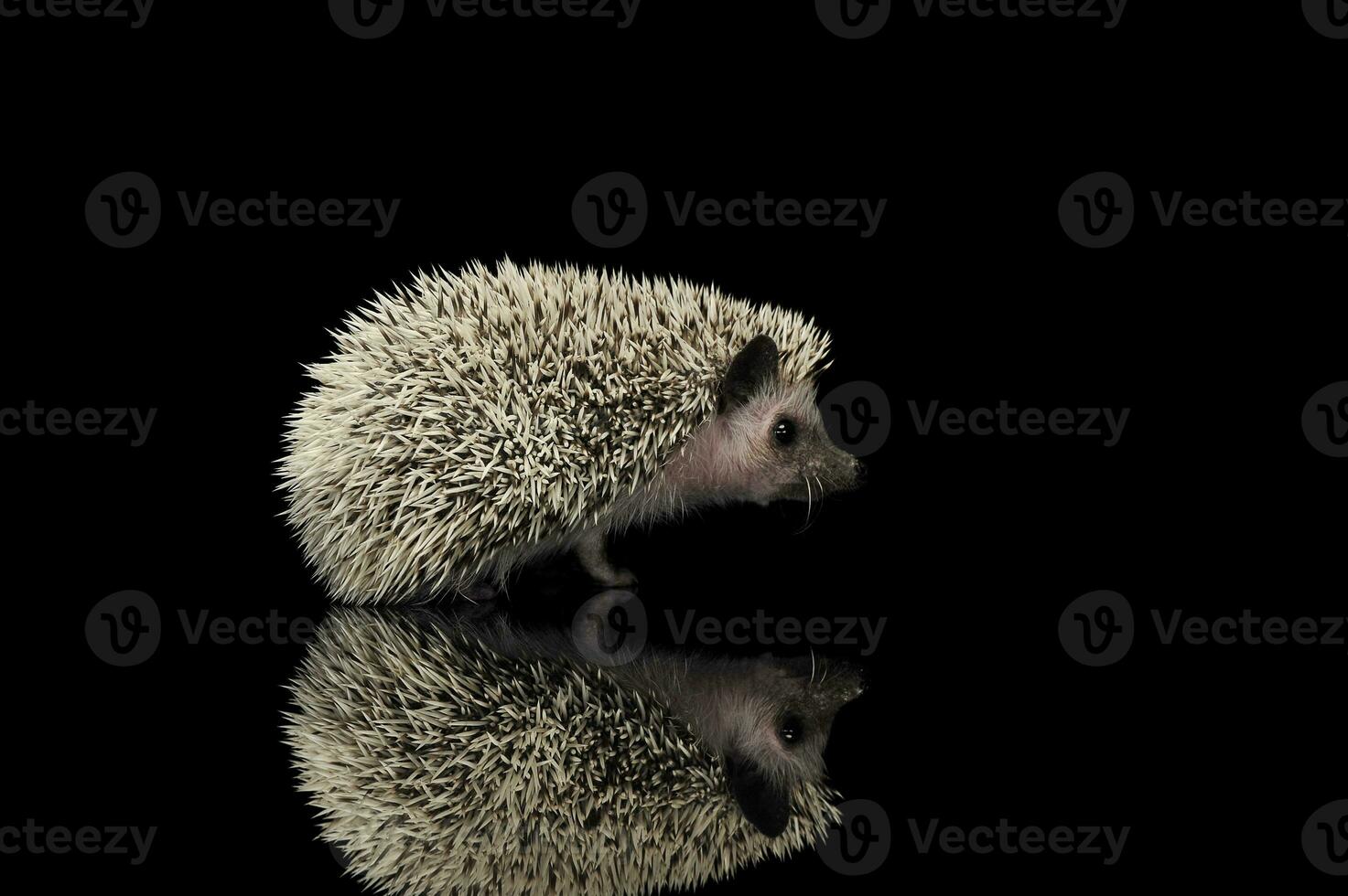 Studio shot of an adorable African white- bellied hedgehog standing on black background photo