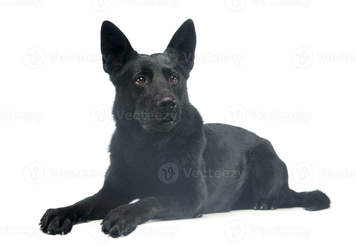 Studio shot of a lovely shepherd dog photo