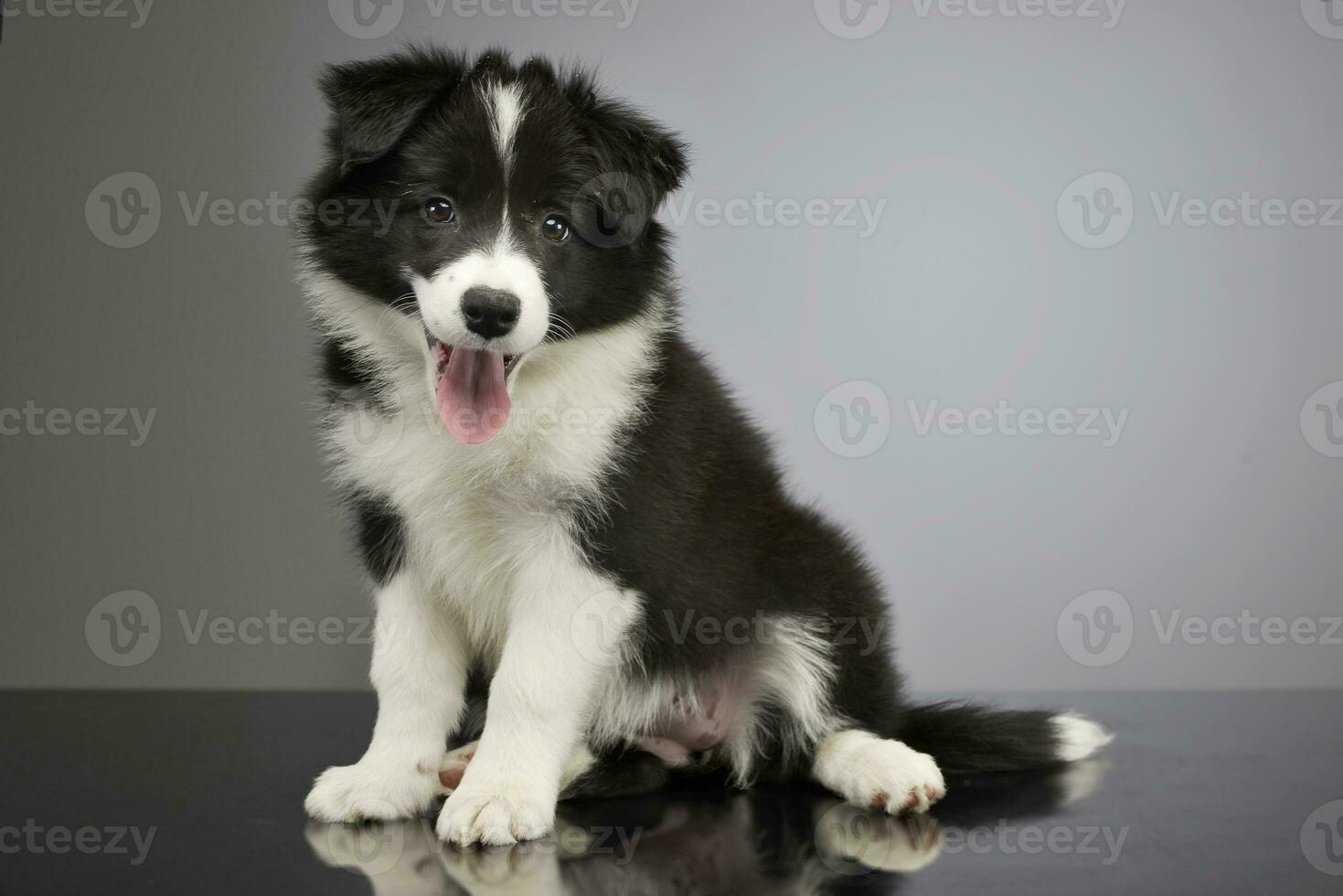 Studio shot of a cute Border Collie puppy photo