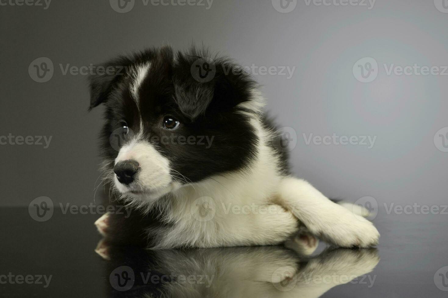 Studio shot of a beautiful border collie puppy photo