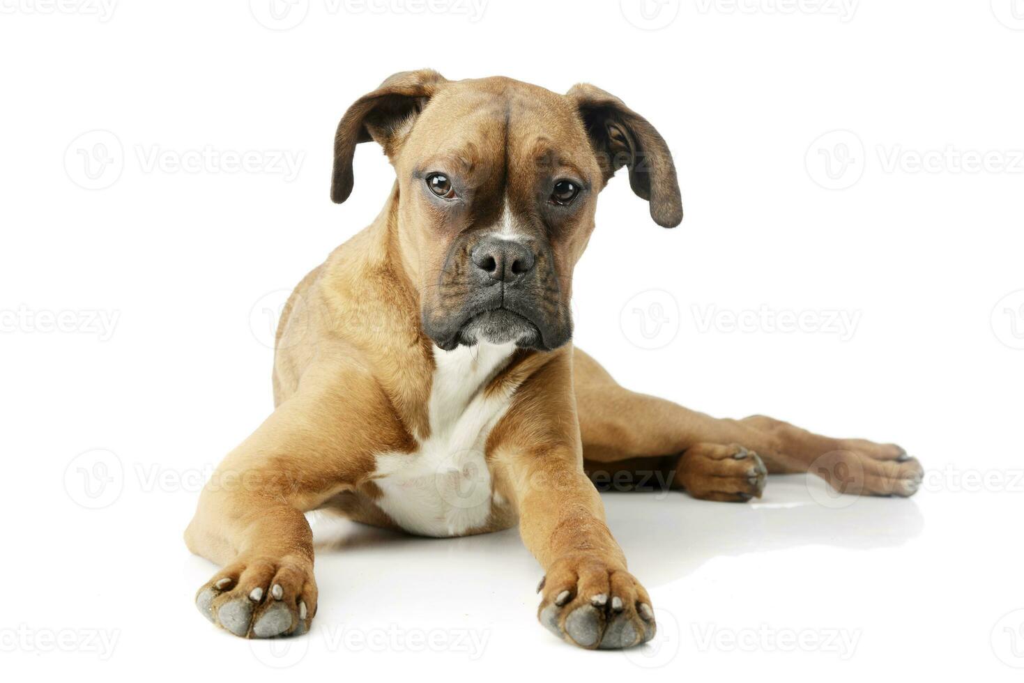 Studio shot of an adorable boxer puppy photo