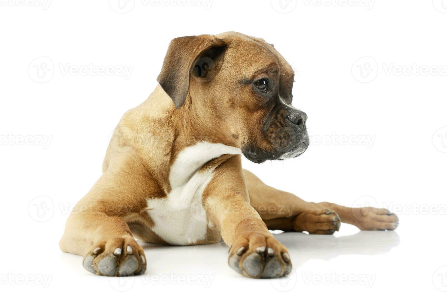 Studio shot of an adorable boxer puppy photo