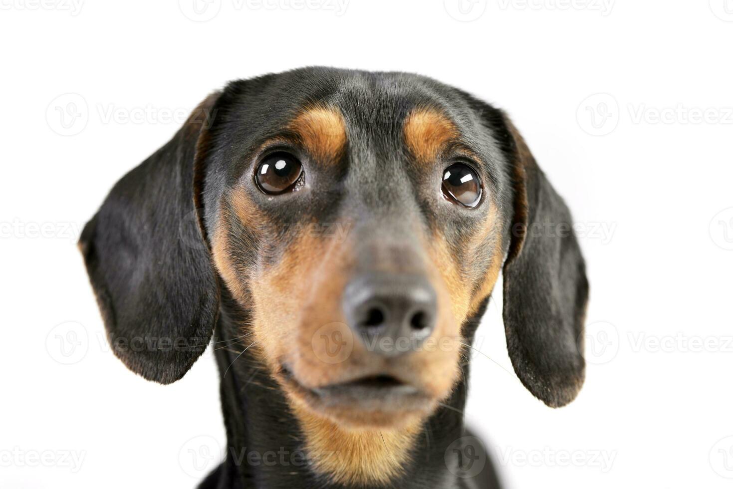 Portrait of an adorable Dachshund photo