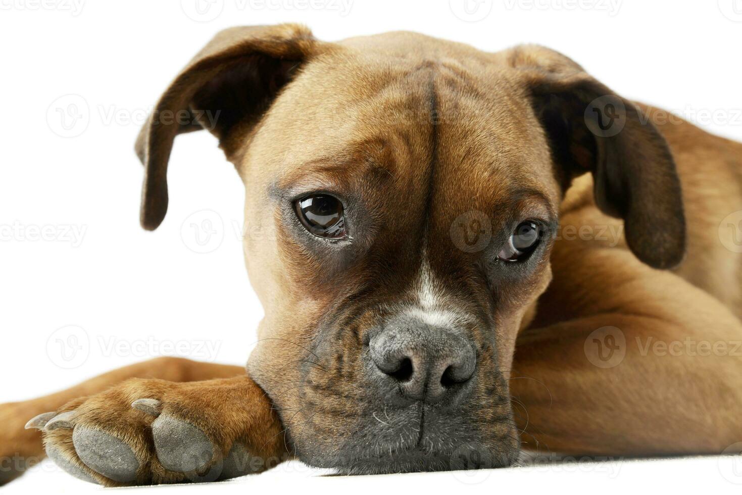 Portrait of an adorable boxer puppy photo